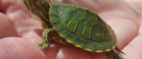 Dwarf turtles for sale | Small turtles for sale | Slider | Spotted ...