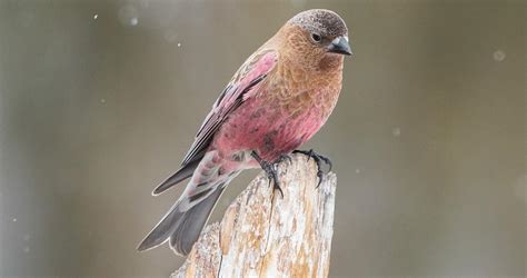 Photos and Videos for Brown-capped Rosy-Finch, All About Birds, Cornell Lab of Ornithology