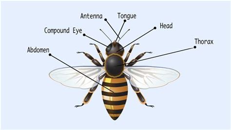 Bumble Bee Anatomy Diagram