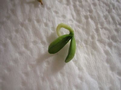 Lemon seed germination