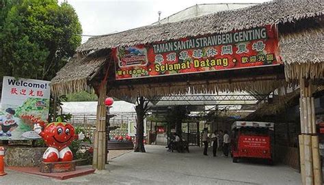 Interesting Places In Malaysia: Genting Strawberry Leisure Farm|Pahang|Malaysia