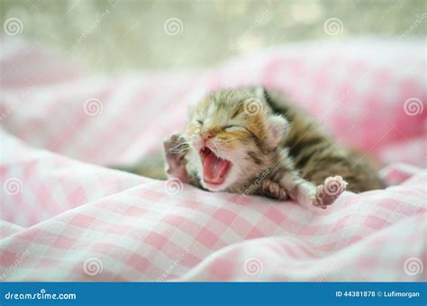 Newborn kitten sleeping stock photo. Image of kittens - 44381878