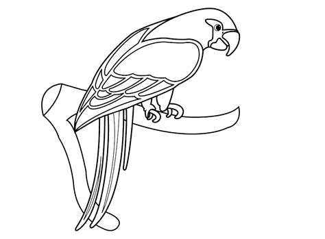 Free Parrot Pictures To Colour, Download Free Parrot Pictures To Colour png images, Free ...