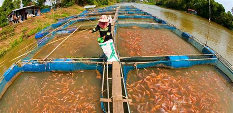 Dear Modern Farmer: Is Fish Farming Sustainable? - Modern Farmer | Fish farming, Aquaponics fish ...