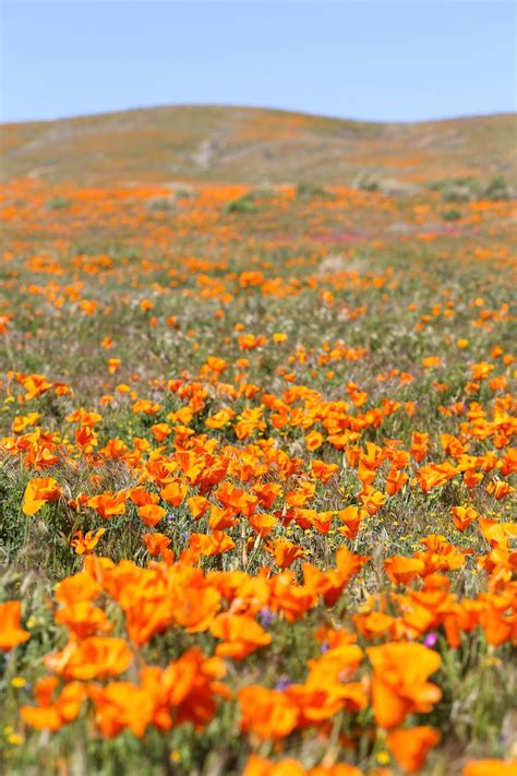 California Poppy Fields // Salty Canary | Poppy field, California poppy ...