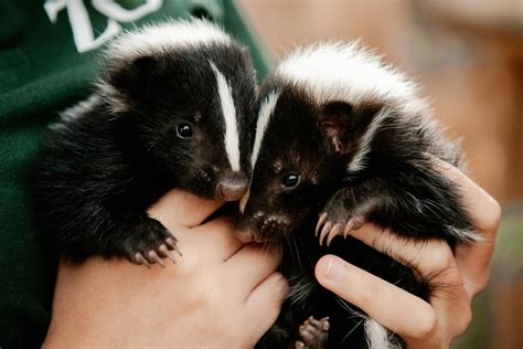 Baby skunks settling into life at Telford Exotic Zoo | Shropshire Star