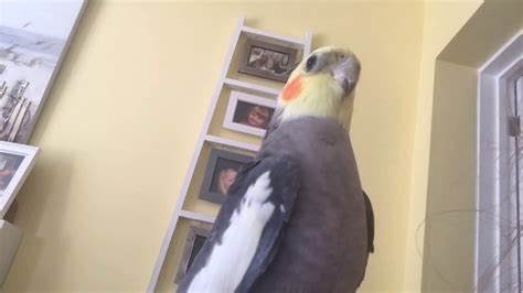 Cockatiel talking and singing for 10 minutes straight! - YouTube