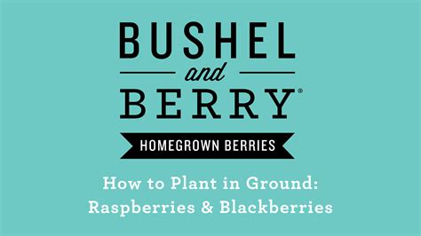 Raspberry Planting & Care — Bushel and Berry®