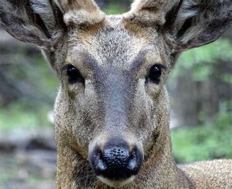 The South Andean Deer - Deer and Forests