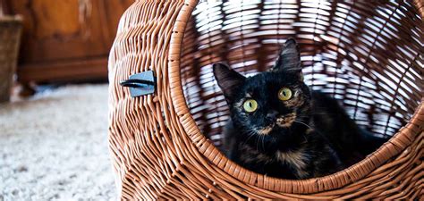 Black Tortoiseshell Cat - Appreciating The Magic Of The Black Tortie