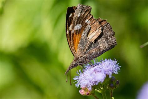 10 Incredible & Unique Butterfly Facts: Anatomy & Patterns | House Grail