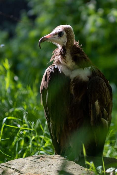 Berlin Zoo · Free Stock Photo