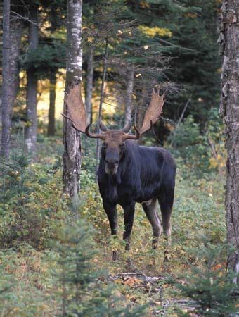 Appalachian Mountains | Moose pictures, Cool pets, Animals beautiful