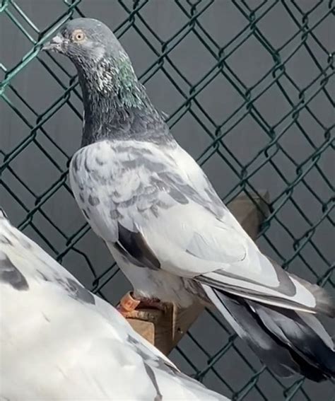 Teddy pigeon pair for sale (pending pick up) | Birds for Rehoming | Oakville / Halton Region ...