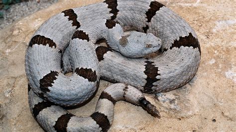 Banded Rock Rattlesnake: one of the smallest rattlesnakes in Texas