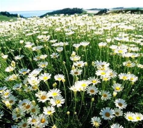 Pyrethrum Seeds Tanacetum Cinerariifolium Medicinal Herb - Etsy