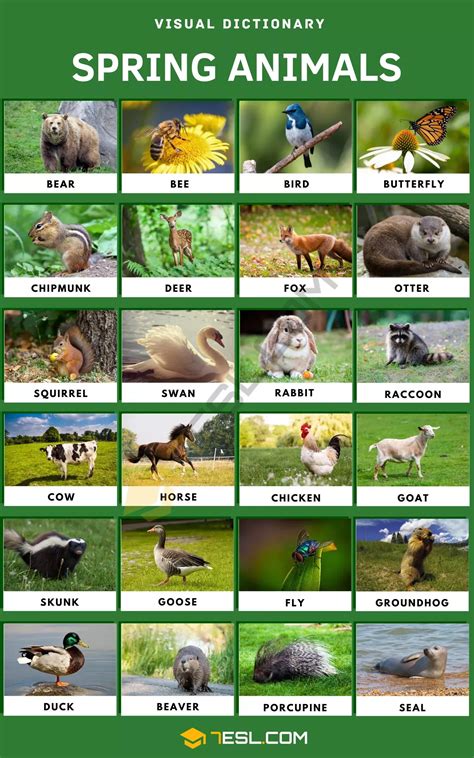 Spring animals 25 adorable animals of spring season in english – Artofit