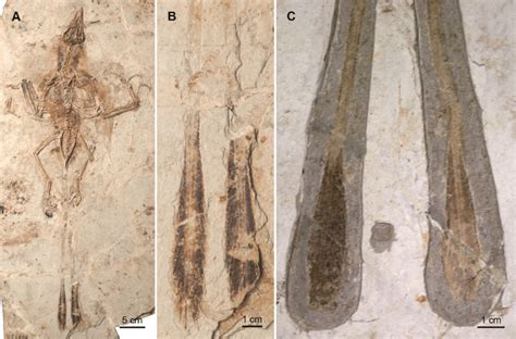 Detail photographs of elongate tail feathers in Confuciusornis sanctus ...