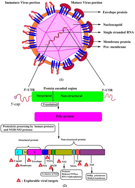 Dengue Fever Virus Structure