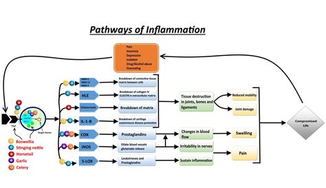 Inflammation Signaling Pathways