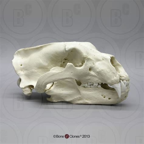 Polar Bear Skull - Bone Clones - Osteological Reproductions