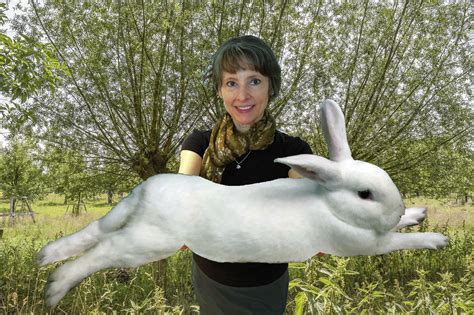 Reflections on the Theft of Darius, World's Longest Rabbit