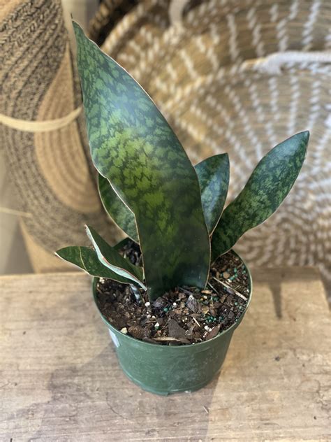 6" Sansevieria Whalefin Cluster - Flowers Talk Tivoli