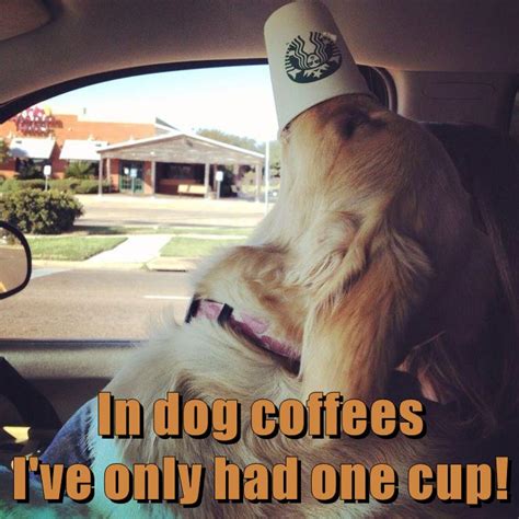 In dog coffees I've only had one cup! - I Has A Hotdog - Dog Pictures - Funny pictures of dogs ...