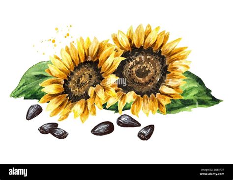 Flowers and seed of sunflower. Hand drawn watercolor illustration ...