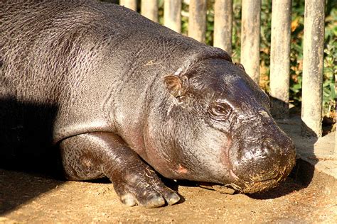 Pygmy Hippopotamus - 12 | Kabacchi | Flickr