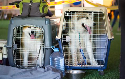 5 Best Dog Travel Crates for Large Breeds of 2019 (From Cars to Airlines)