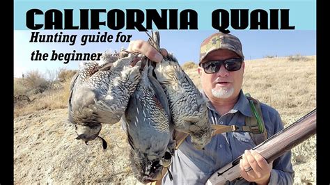 How to hunt California Quail - YouTube