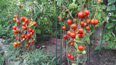 How to Grow Your Own Tomatoes | Feast