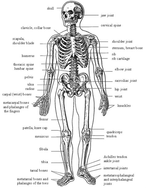 Pic Structure Of Human With All Muscles And Bones Name : Flat Bones ...