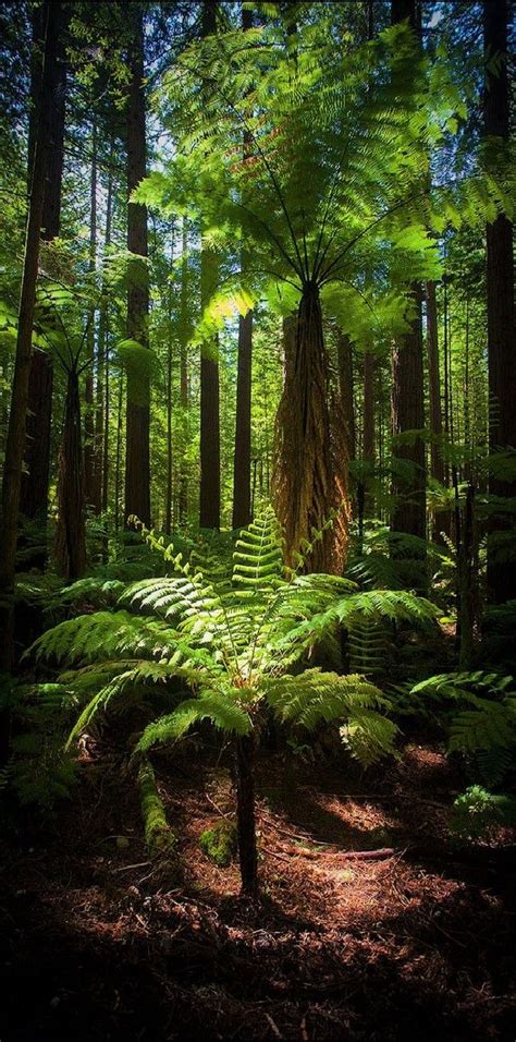 The New Zealand native bush Fern tree | Beautiful forest, Scenery, Landscape