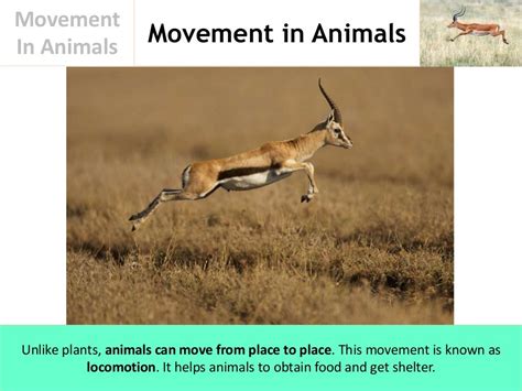 Movement In Animals