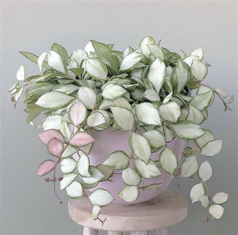 hoya heuschkeliana variegata | Plant decor, Plants, Hoya plants