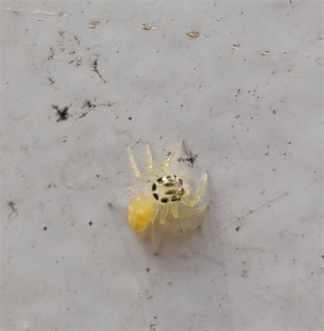 Albino spider I found on my gate : r/interestingasfuck