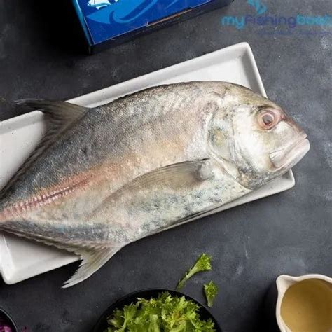 Trevally Fish, Packaging Type: Box at ₹ 580/kg in Hyderabad | ID: 22590456133