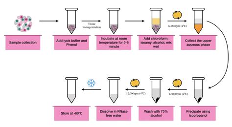 RNA Extraction: Principle, Procedure, Protocol and Importance – Genetic ...