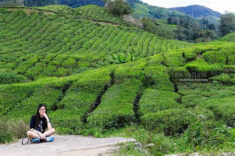 BOH Tea Centre Sungai Palas, Cameron Highlands | Malaysian Flavours