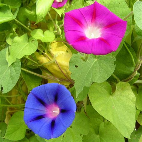 Morning Glory Flower Garden Seeds - Mixed Colors - 1 Oz - Annual Flower ...