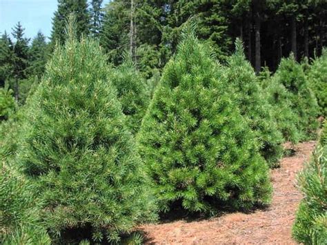 Real Christmas trees – how to choose the perfect tree for the holiday