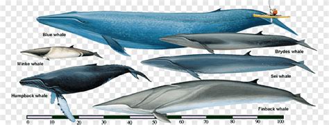 Sei whale Fin whale Rorquals Bryde's whale Cetaceans, Bowhead Whale ...