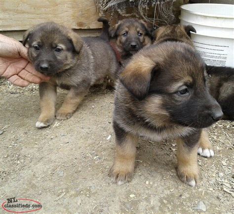 Norwegian Elkhound Shepherd mix dog - Paradise, Newfoundland Labrador | NL Classifieds