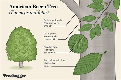 How to Identify the American Beech Tree
