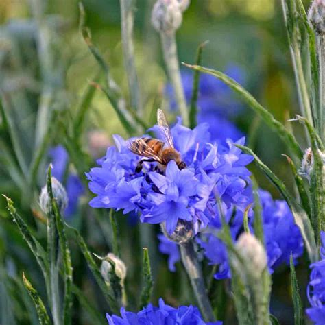 Dwarf Cornflower/ Bachelor Buttons Heirloom Seeds | Terroir Seeds