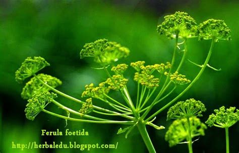 herbal plant of Sri Lanka Ayurvedic plant medicinal plant | Ayurvedic plants, Herbal plants ...