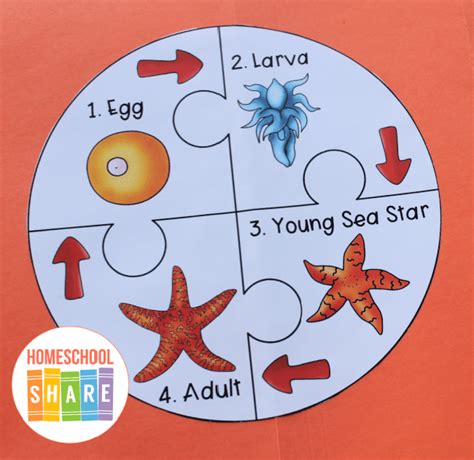 Free Sea Stars Lapbook - Homeschool Share