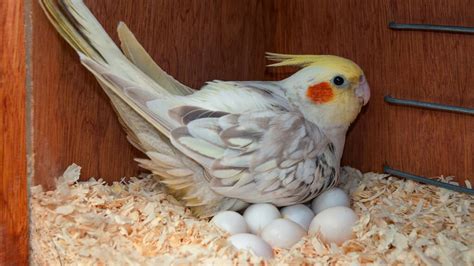 How Long Does It Take a Cockatiel Egg to Hatch? Vet-Approved Facts | Hepper